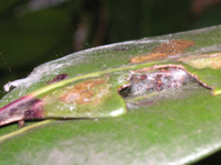 ハマキムシの写真