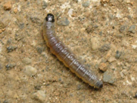 ハマキムシの写真