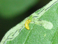 ハモグリムシの写真