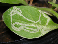 ハモグリムシの写真