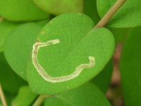 ハモグリムシの写真