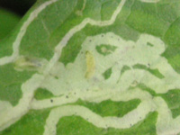 ハモグリムシの写真