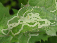 ハモグリムシの写真