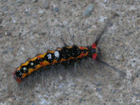 チュウレンジバチ〔幼虫〕の写真