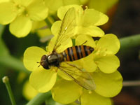 ヒラタアブ〔扁虻〕の写真