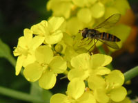 ヒラタアブ〔扁虻〕の写真