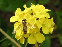 ヒラタアブ〔扁虻〕の写真