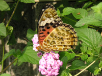 写真「ツマグロヒョウモン〔褄黒豹紋〕」