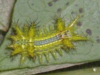 写真「イラガ〔刺蛾〕」