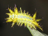 写真「イラガ〔刺蛾〕」