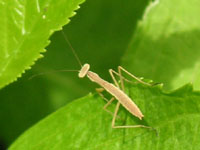 写真「カマキリ〔蟷螂、螳螂〕」