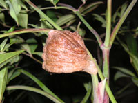 写真「カマキリ〔蟷螂、螳螂〕」