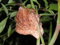 写真「カマキリ〔蟷螂、螳螂〕」