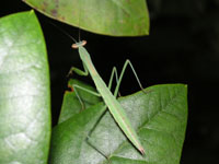 写真「カマキリ〔蟷螂、螳螂〕」