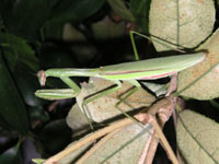 写真「カマキリ〔蟷螂、螳螂〕」