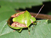 カメムシ〔亀虫〕（写真）