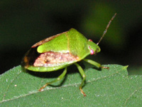 カメムシ〔亀虫〕（写真）