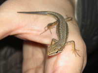 カナヘビの写真