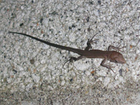 写真　「カナヘビの子ども」