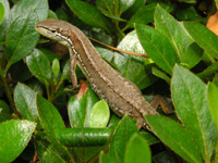 カナヘビの写真