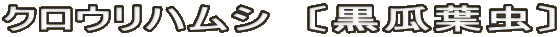 クロウリハムシ　〔黒瓜葉虫〕