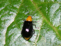 クロウリハムシ〔黒瓜葉虫〕