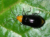 写真「クロウリハムシ〔黒瓜葉虫〕」