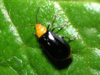 クロウリハムシ〔黒瓜葉虫〕