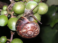 カタツムリ〔蝸牛〕の写真