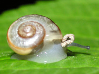 カタツムリ〔蝸牛〕の写真