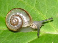 カタツムリ〔蝸牛〕の写真