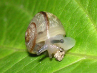 カタツムリ〔蝸牛〕の写真