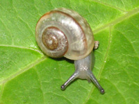 カタツムリ〔蝸牛〕の写真