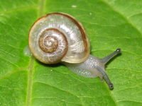 カタツムリ〔蝸牛〕の写真