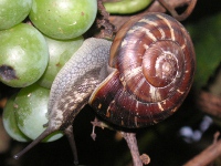 カタツムリ〔蝸牛〕の写真