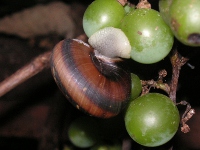 カタツムリ〔蝸牛〕の写真