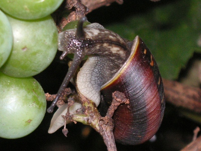 カタツムリ〔蝸牛〕の写真