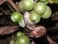 カタツムリ〔蝸牛〕の写真