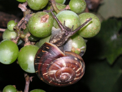カタツムリ〔蝸牛〕の写真