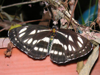 写真「ミスジチョウ〔三条蝶〕の成虫」