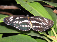 写真「ミスジチョウ〔三条蝶〕の成虫」
