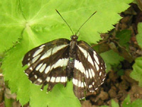 写真「ミスジチョウ〔三条蝶〕の成虫」