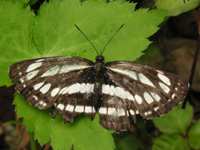 写真「ミスジチョウ〔三条蝶〕の成虫」