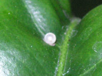 ナミアゲハ〔並揚羽〕の卵（写真）