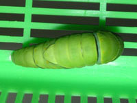 ナミアゲハ〔並揚羽〕のサナギ（写真）