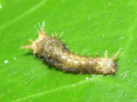 ナミアゲハ〔並揚羽〕の若齢幼虫（写真）