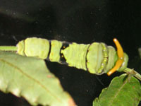 ナミアゲハ〔並揚羽〕の老齢幼虫（写真）