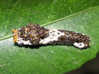 ナミアゲハ〔並揚羽〕の若齢幼虫（写真）