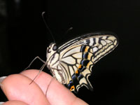 ナミアゲハ〔並揚羽〕の成虫（写真）