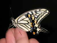 ナミアゲハ〔並揚羽〕の成虫（写真）